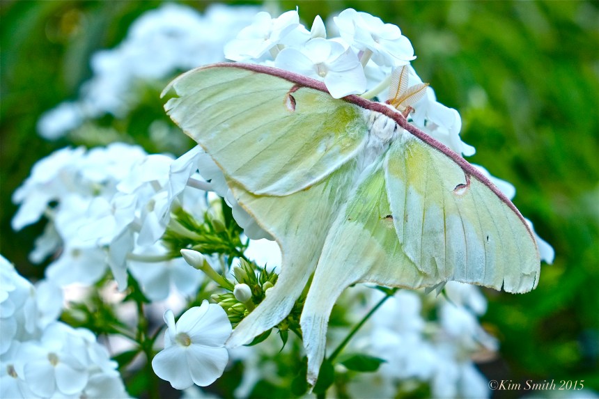 Luna Moth Phlox David