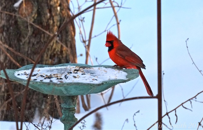 Male Cardinal ©Kim Smioth 2015