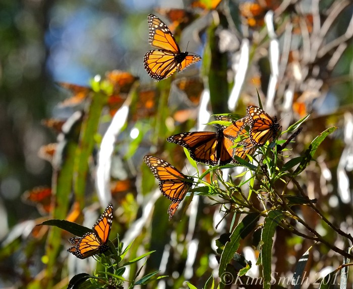 Monarch Butterflies Goleta Santa Barbara California ©Kim Smith 2015