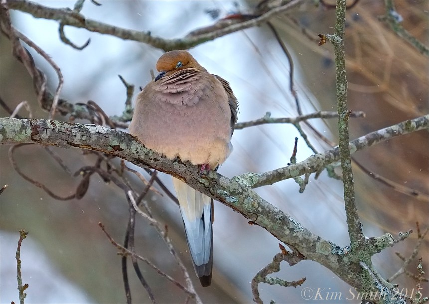 Mourning Dove ©Kim Smith 2015 copy