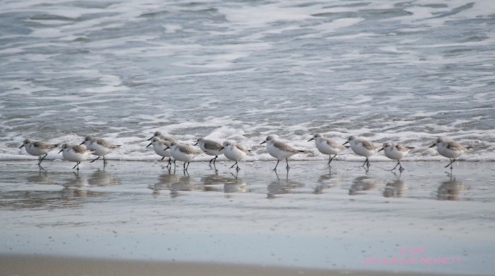 sanderling parade