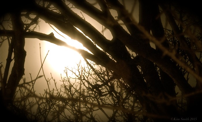 Snow Moon ©Kim Smith 2015