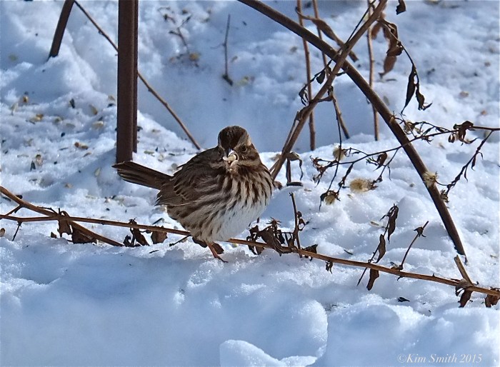 Song Sparrow ©Kim Smith 2015