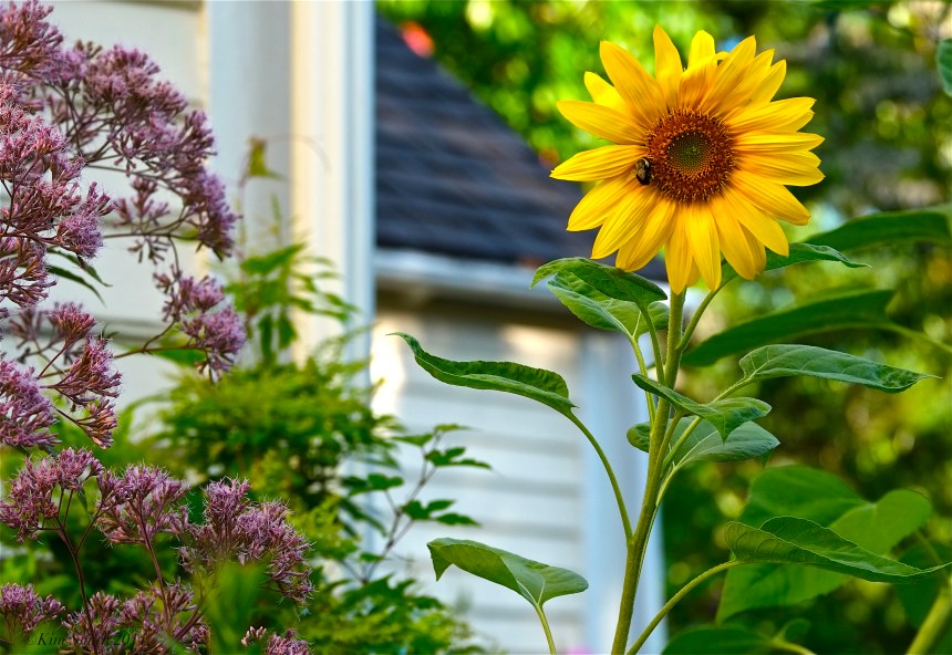 Sunflower and Joe-pye  ©Kim Smith 2014