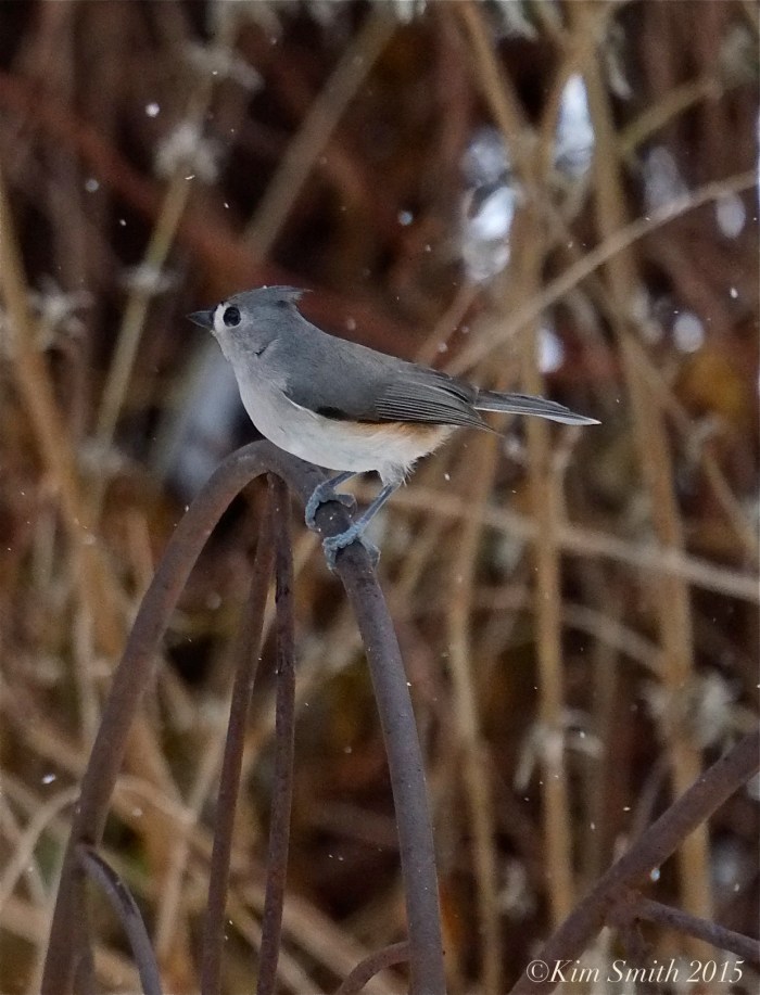 Tufted Titmouse ©Kim Smith 2015