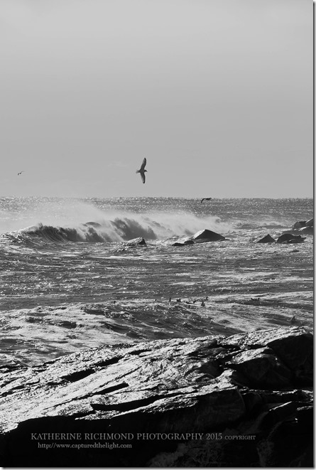 Wave_Seagull_Rxs_LRZ_4954 copy