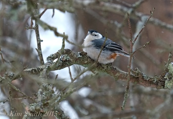 White-breasted Nuthatch ©Kim Smith 2015