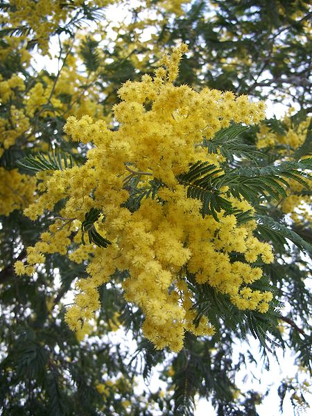 450px-Acacia_dealbata-1