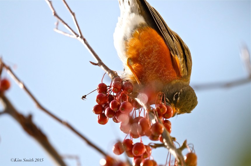 American Robin Crabaplle ©Kim Smith 2015