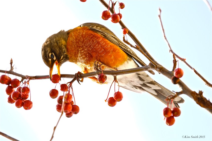 American Robin eating crabaplle Turdus migratorius ©Kim Smith 2015