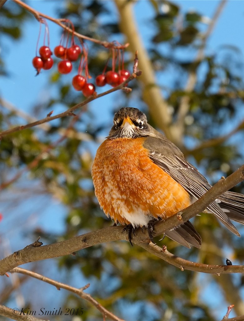 American Robin eating in crabaplle tree Turdus americanus ©Kim Smith 2015