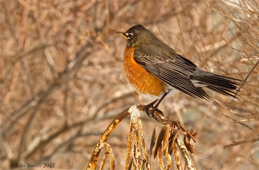 American Robin Turdus americanus ©Kim Smith 2015JPG