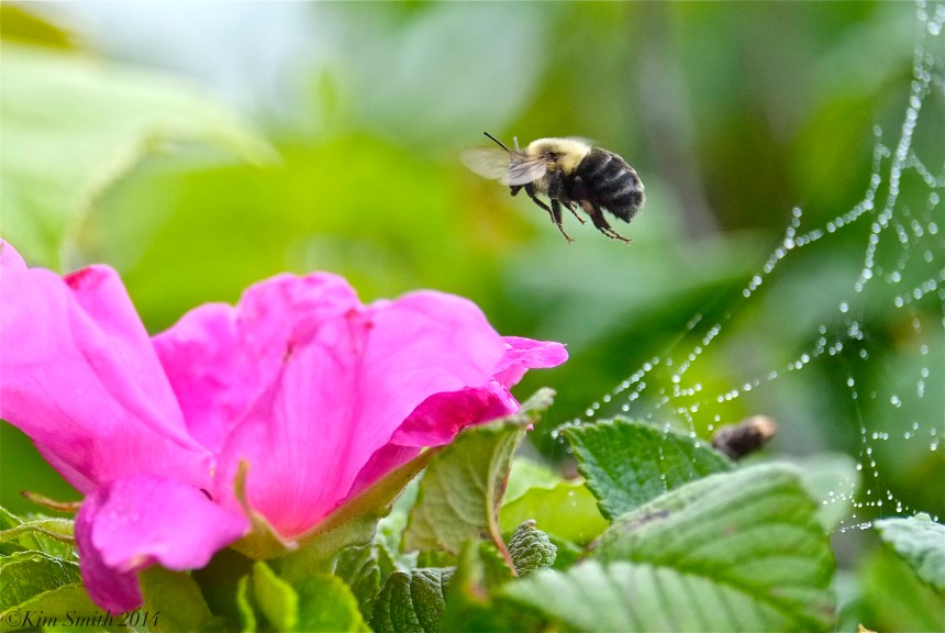Bee and Rosa rugosa ©Kim Smith 2014