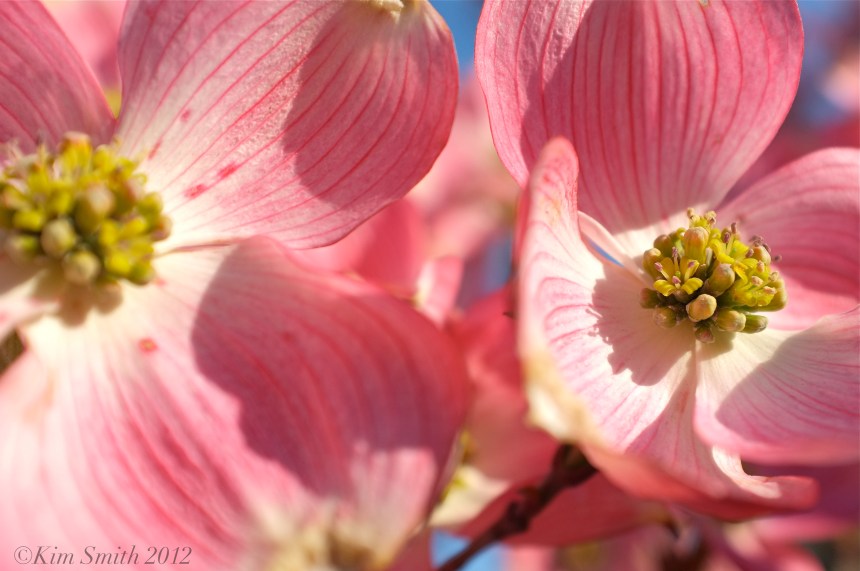 Cornus florida rubra ©Kim Smith 2013