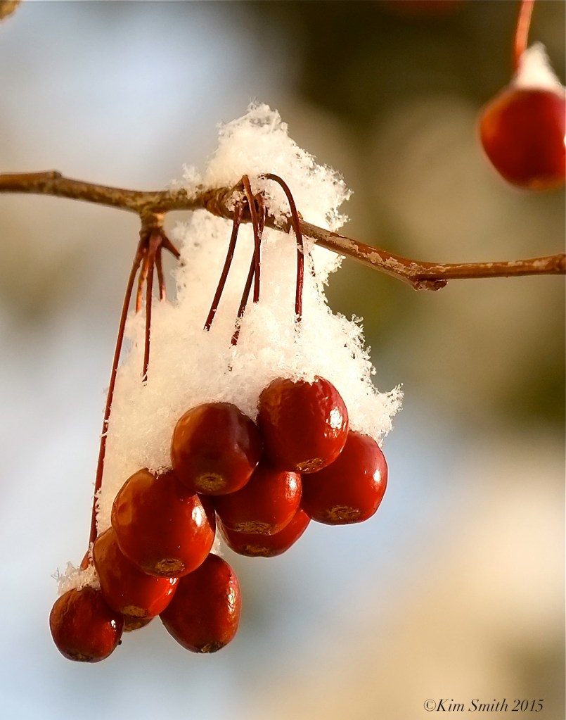 Crabapple in snow ©Kim Smith 2015