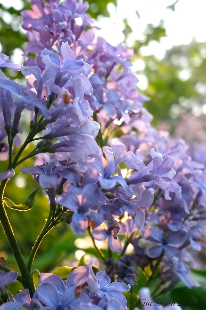 Lilac Presidnet Grevy ©Kim Smith 2011 copy