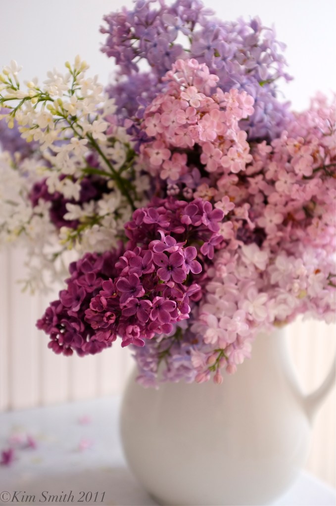 Lilacs bloom in in an array of hues ©Kim Smith