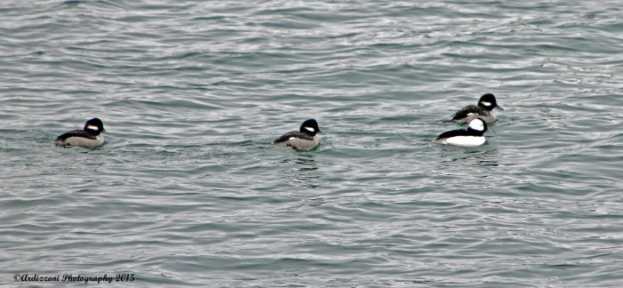 March 1, 2015 out for a family swim