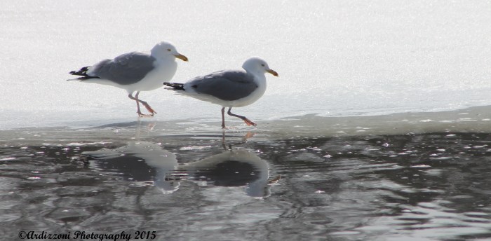 March 24, 2015 seagulls happy to be back on Clarke Pond