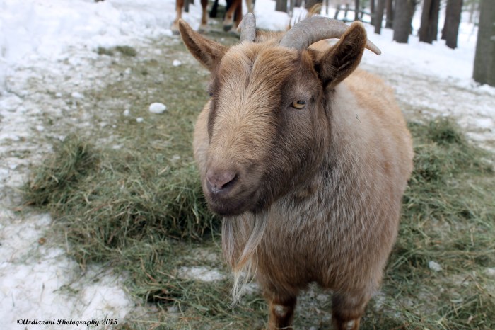 March 8, 2015 Hello Zoey