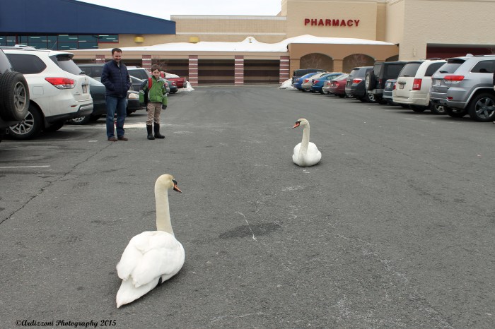 March 8, 2015 Swans in parking lot