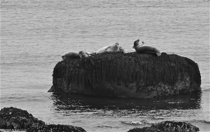 Seals Brace Cove Brace's Rock ©Kim Smith 2015