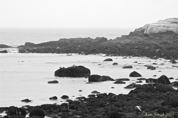 Seals Brace Cove Brace's Rock Eastern point Gloucester ©Kim Smith 2015
