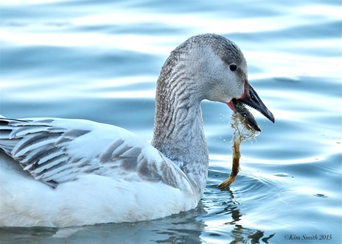 Snow Goose Gloucester Massachusetts Essex County Teeth Tomia ©Kim Smith 2015 copy