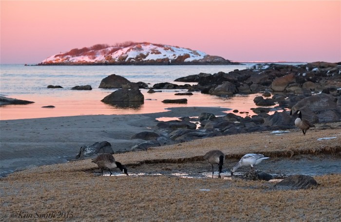 Snow Goose Good Harbor Beach Gloucester Massachusetts ©Kim Smith 2015