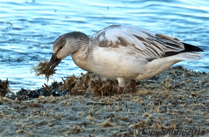 Snow Goose Juvenile Gloucester Massachusetts -2 ©Kim Smith 2015