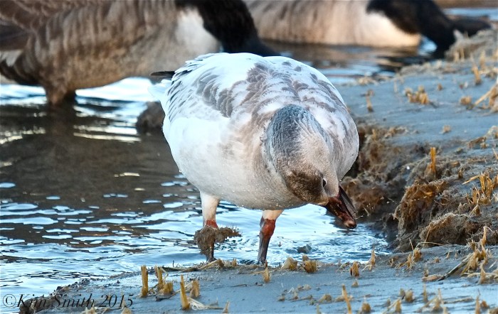 Snow Goose Juvenile Gloucester Massachusetts -3 ©Kim Smith 2015