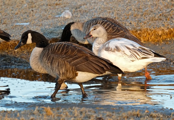 Snow Goose Juvenile Gloucester Massachusetts Cnadian Geese ©Kim Smith 2015