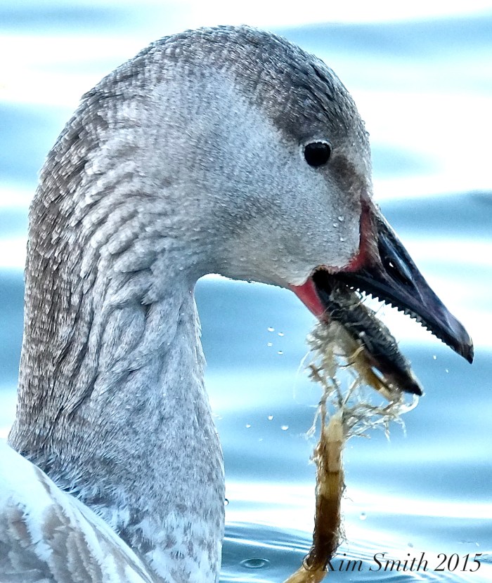 Snow Goose teeth tomia Gloucester Massachusetts ©Kim Smith 2015