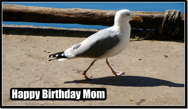 3445633316_96f351ff44_b