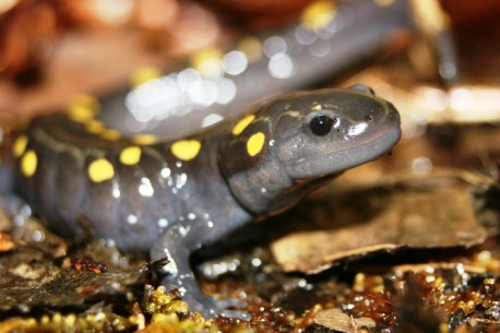 ambystoma-maculatum-ma-brianbastarache-626x418