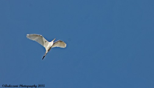 April 13, 2015 Egrets welcome back