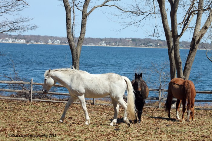 April 18, 2015 pretty polo ponies