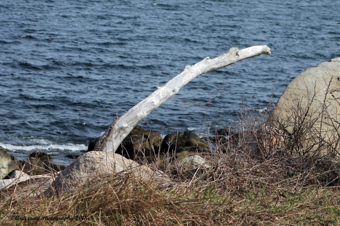 April 19, 2015 Sea Serpent