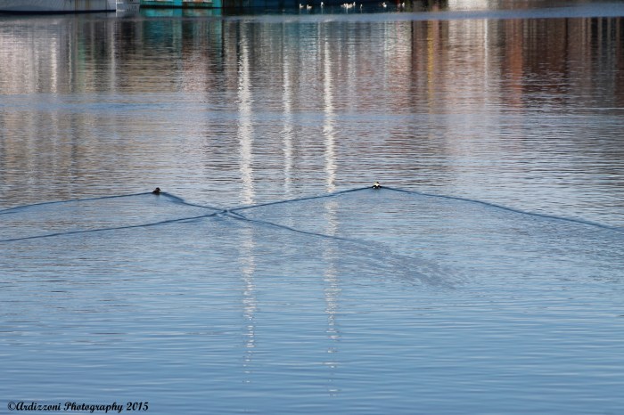 April 28, 2015 ducks making wakes