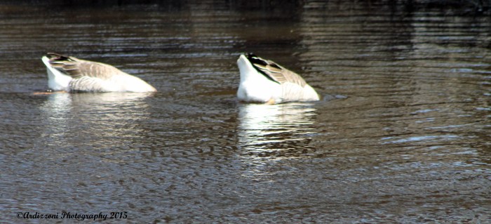 April 5, 2015 orange beek geese eating Easter morning brunch