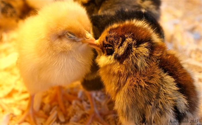 Baby Chicks Backyard Growers ©Kim Smith 2015
