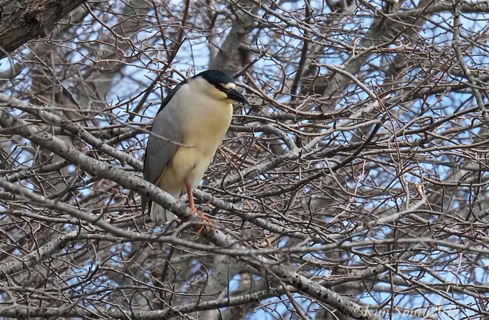 Black-crowned Night Heron -2 ©Kim Smith 2015