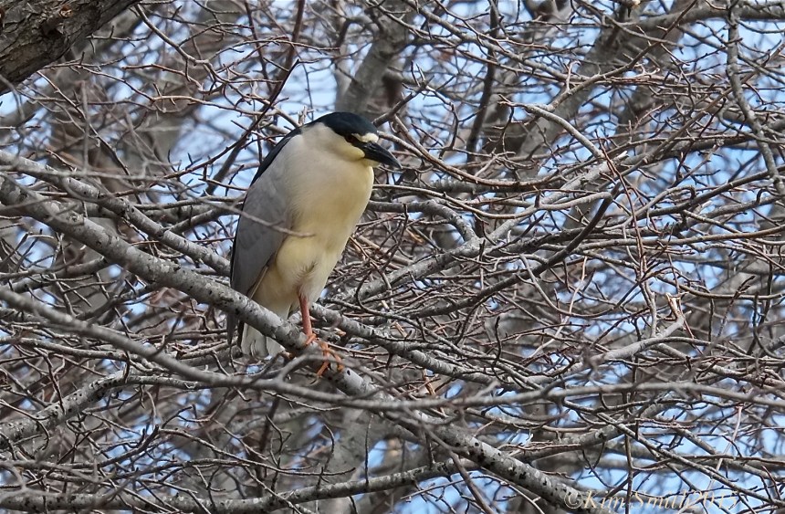 Black-crowned Night Heron -2 ©Kim Smith 2015