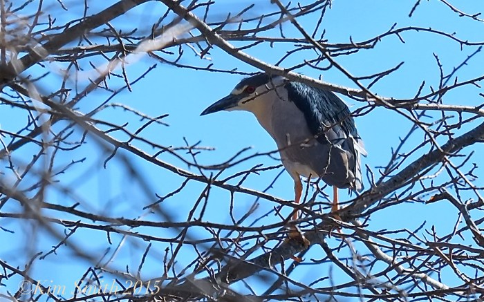 Black-crowned Night Heron ©Kim Smith 2015