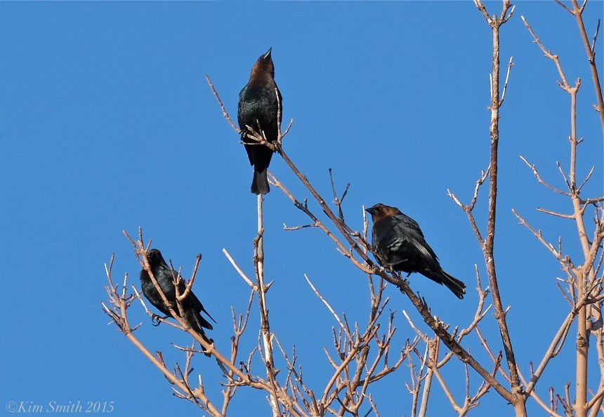 Brown-headed Cowbirds ©Kim Smith 2015