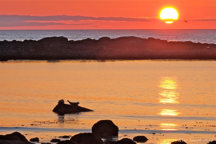 Harbor Seals Brace Cove Sunrise ©Kim Smith 2015