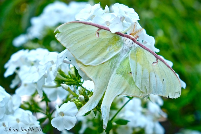 Male Luna Moth ©Kim Smith 2013