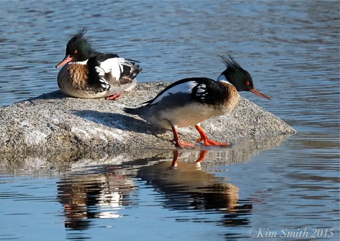 Male Red-breasted Mergansers ©kim Smith 2015