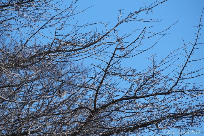 Needle in a Haysack Heron ©Kim Smith 2015JPG