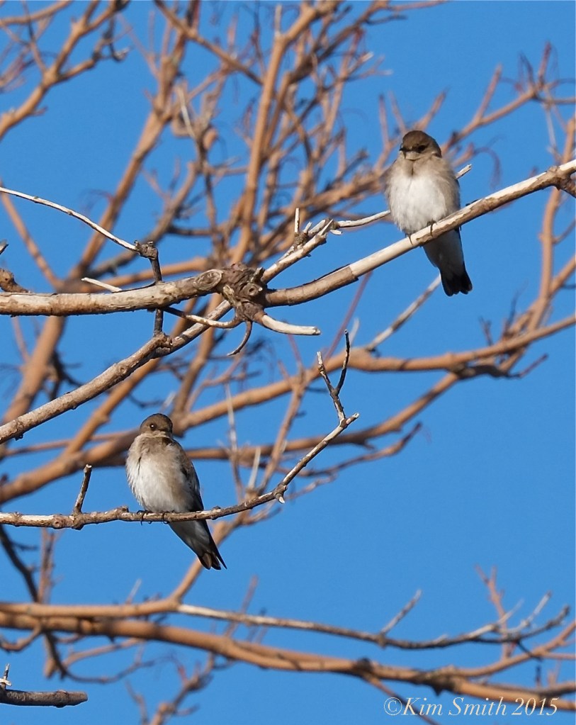 Northern Rough-winged Swallows ©kim Smith 2015